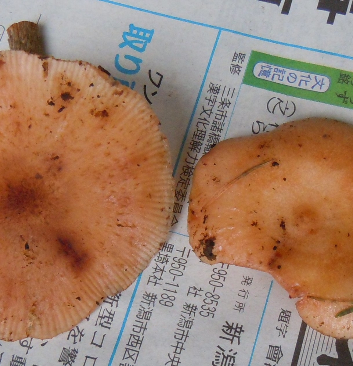 f:id:chikaratookamati:20201018061443j:plain