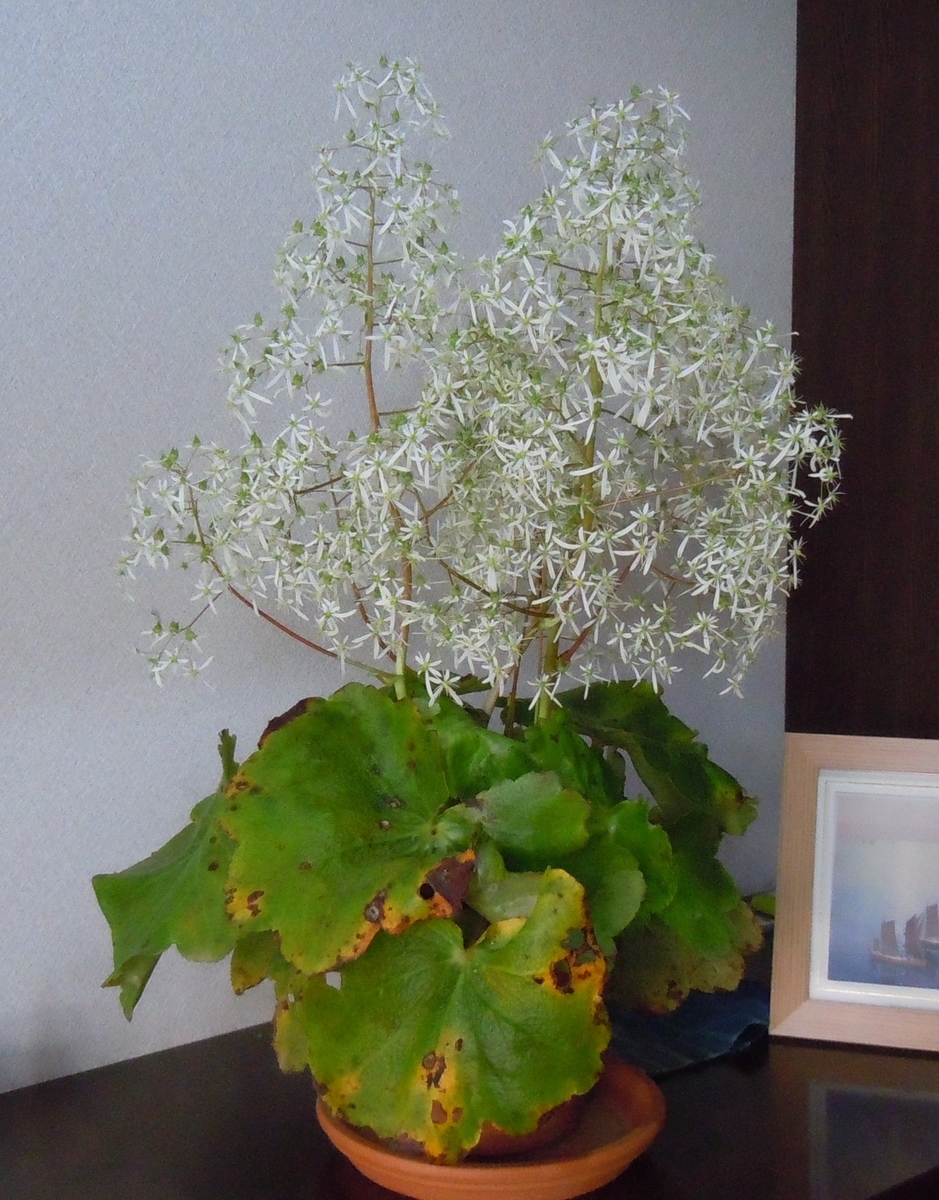 f:id:chikaratookamati:20201116172045j:plain