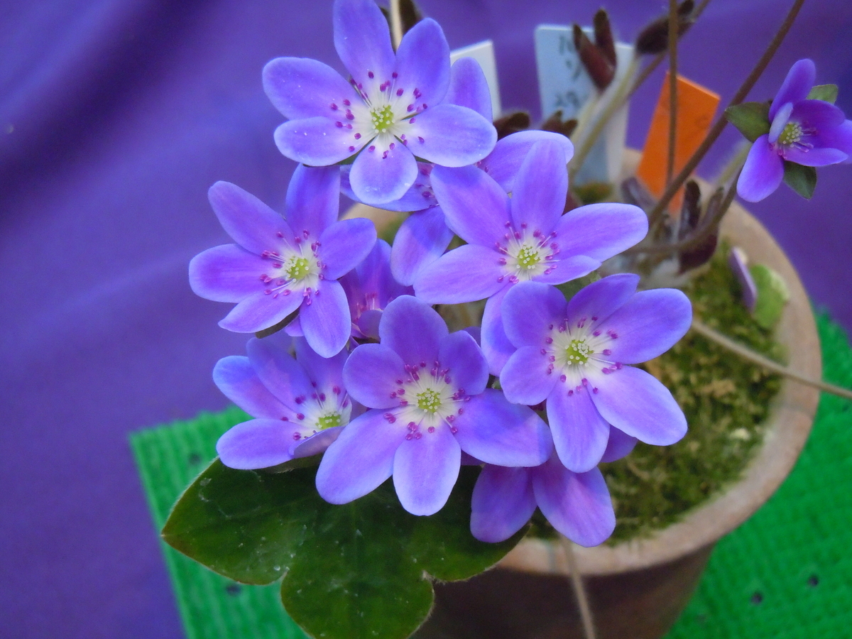 f:id:chikaratookamati:20210321052134j:plain