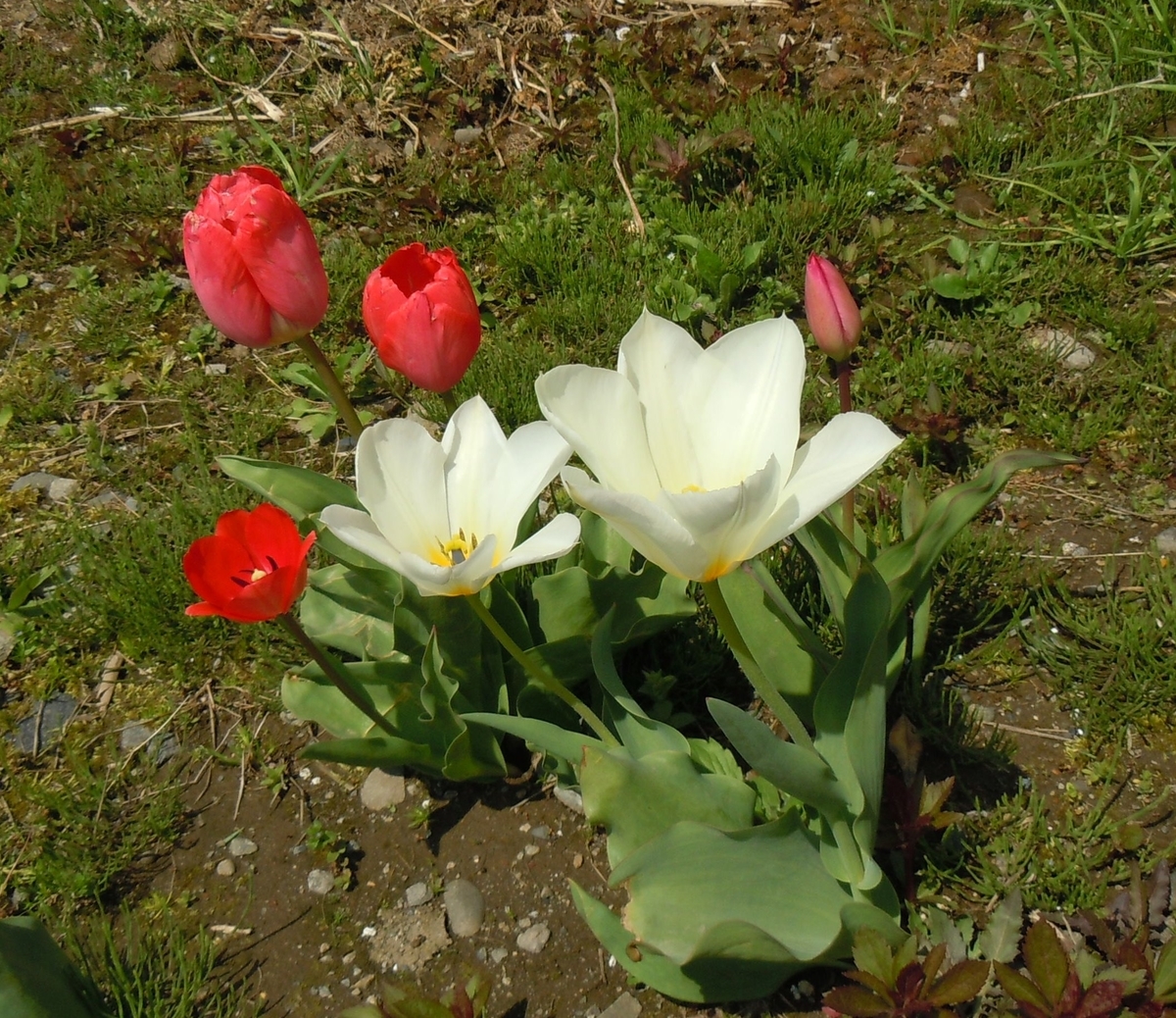 f:id:chikaratookamati:20210420110920j:plain