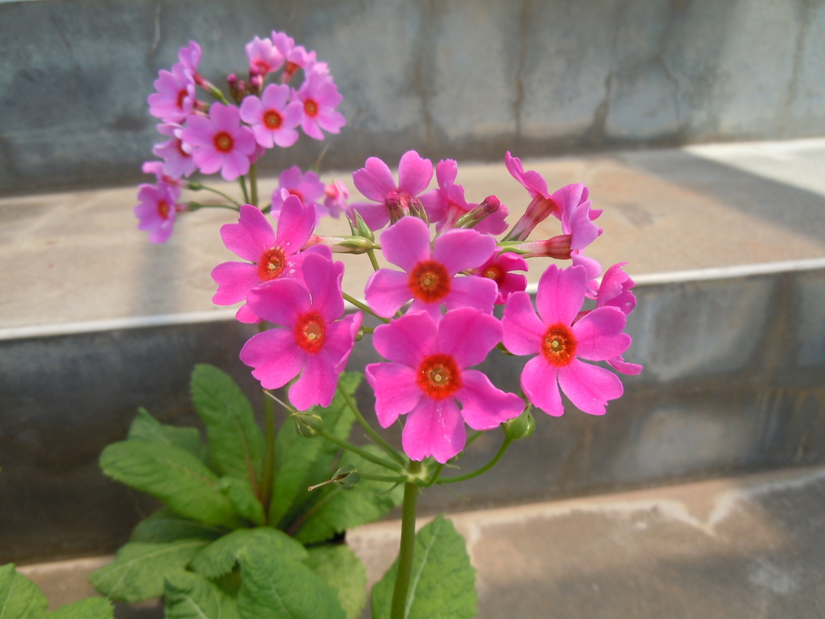 f:id:chikaratookamati:20210609060012j:plain
