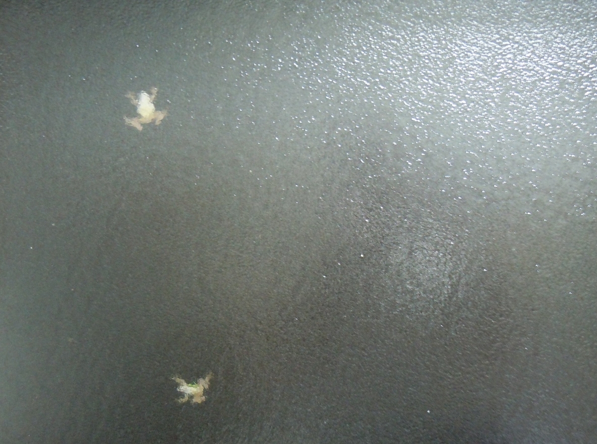 f:id:chikaratookamati:20210920062608j:plain