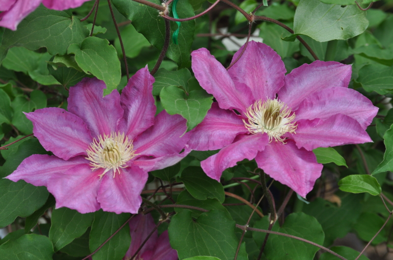 f:id:chikashi-san:20150429070816j:image:w360