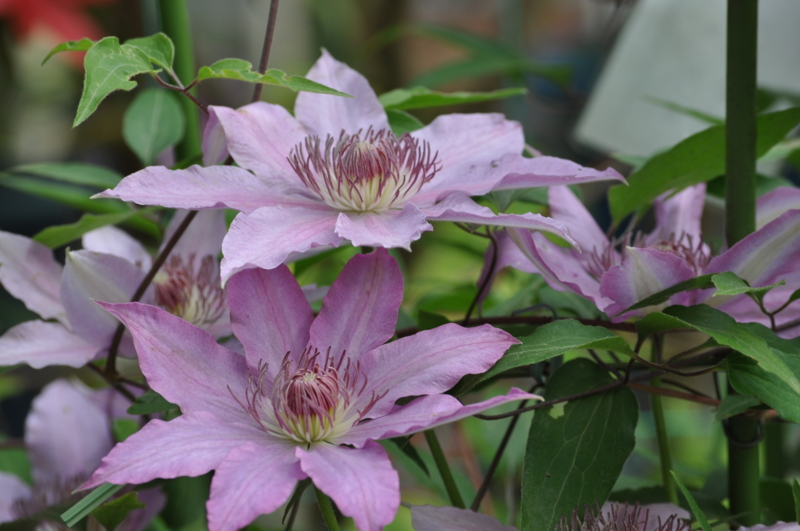 f:id:chikashi-san:20150429071150j:image:w360