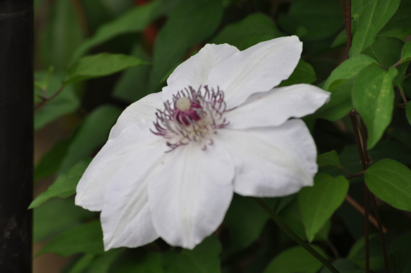 f:id:chikashi-san:20150429071602j:image:w360