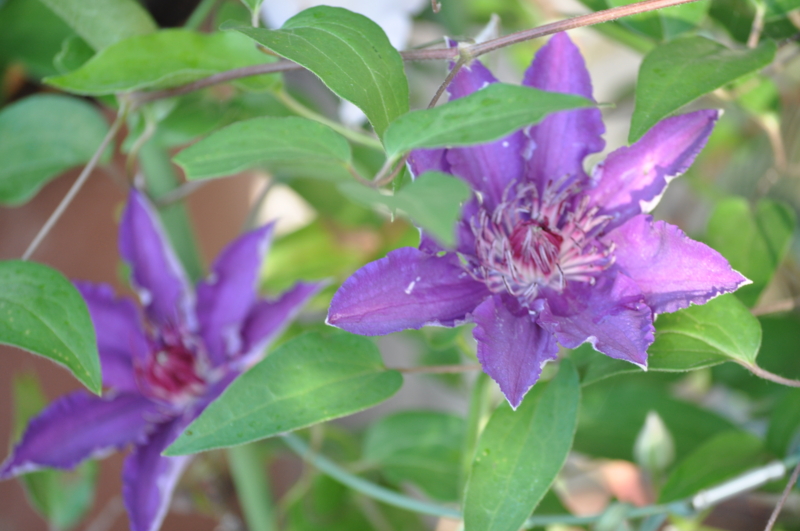 f:id:chikashi-san:20150502064433j:image:w360