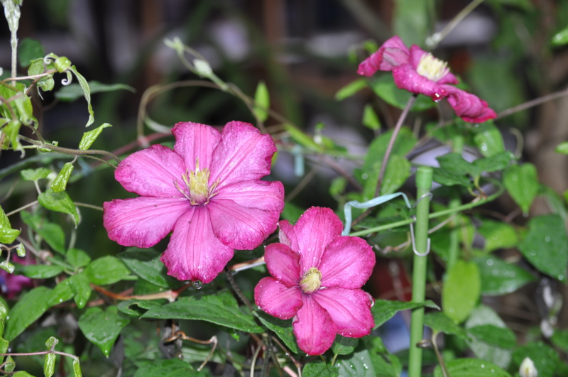 f:id:chikashi-san:20150504061246j:image:w360