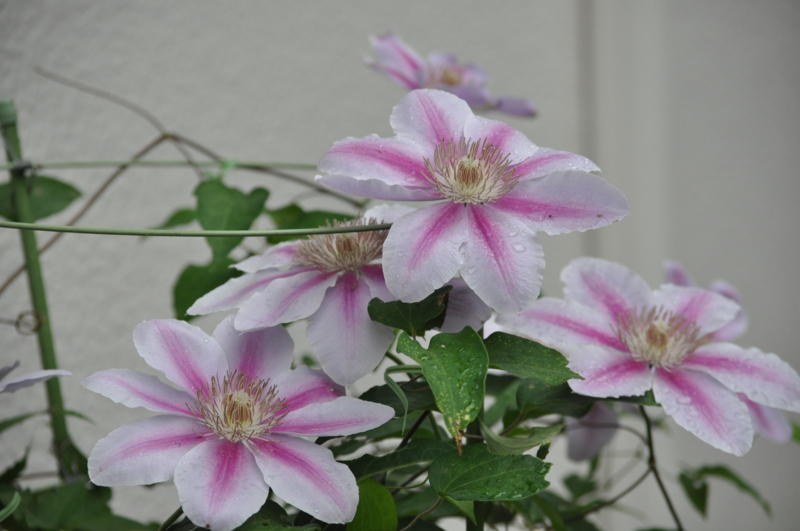 f:id:chikashi-san:20150504061419j:image:w360