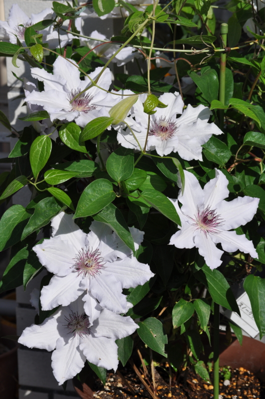 f:id:chikashi-san:20150505075944j:image:w360