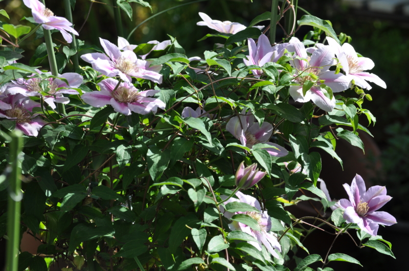 f:id:chikashi-san:20150505080402j:image:w360