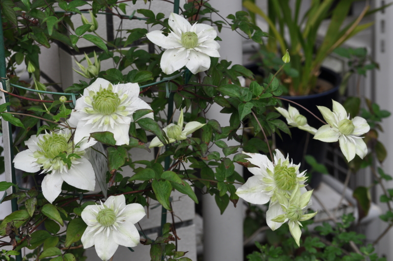 f:id:chikashi-san:20150519101319j:image:w360