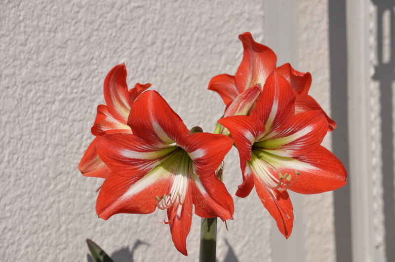 f:id:chikashi-san:20150526082513j:image:w360