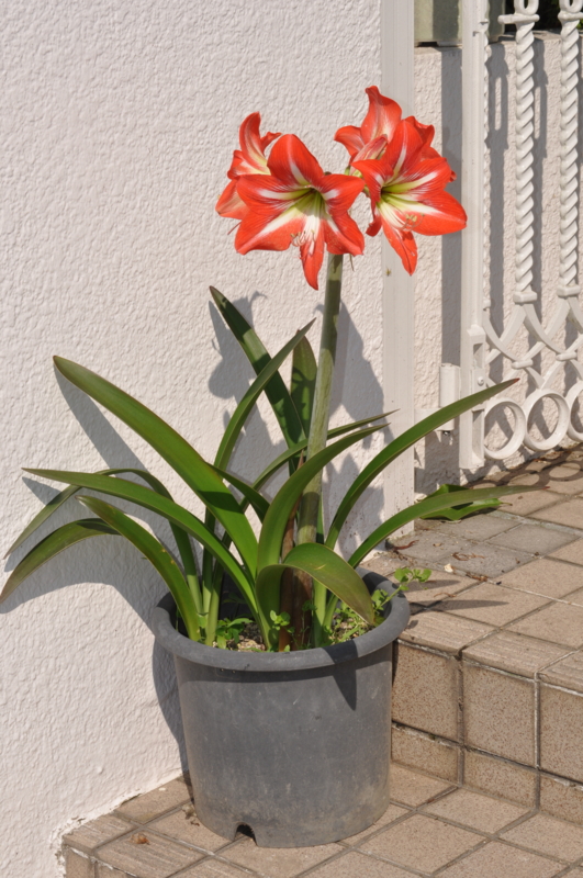 f:id:chikashi-san:20150526082521j:image:w360