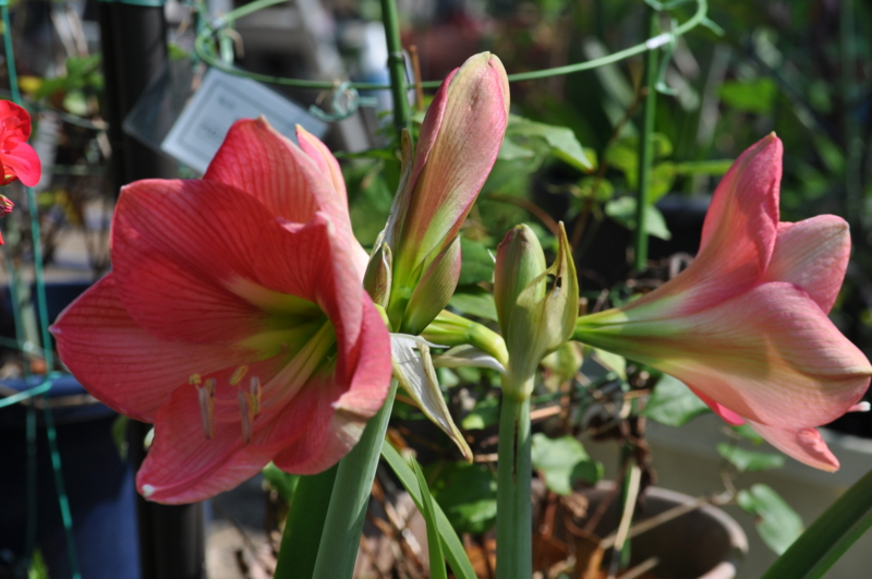 f:id:chikashi-san:20150526082558j:image:w360