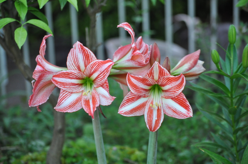 f:id:chikashi-san:20150526182519j:image:w360