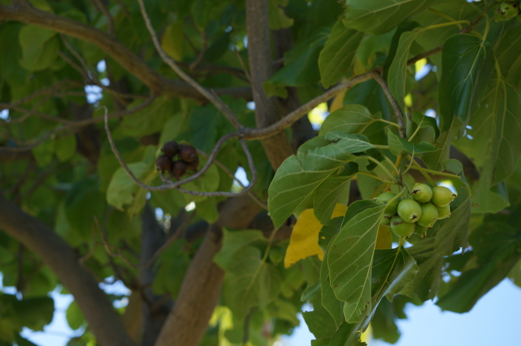 f:id:chiki-chiki_odekake:20180929233122j:plain f:id:chiki-chiki_odekake:20180929233122j:plain