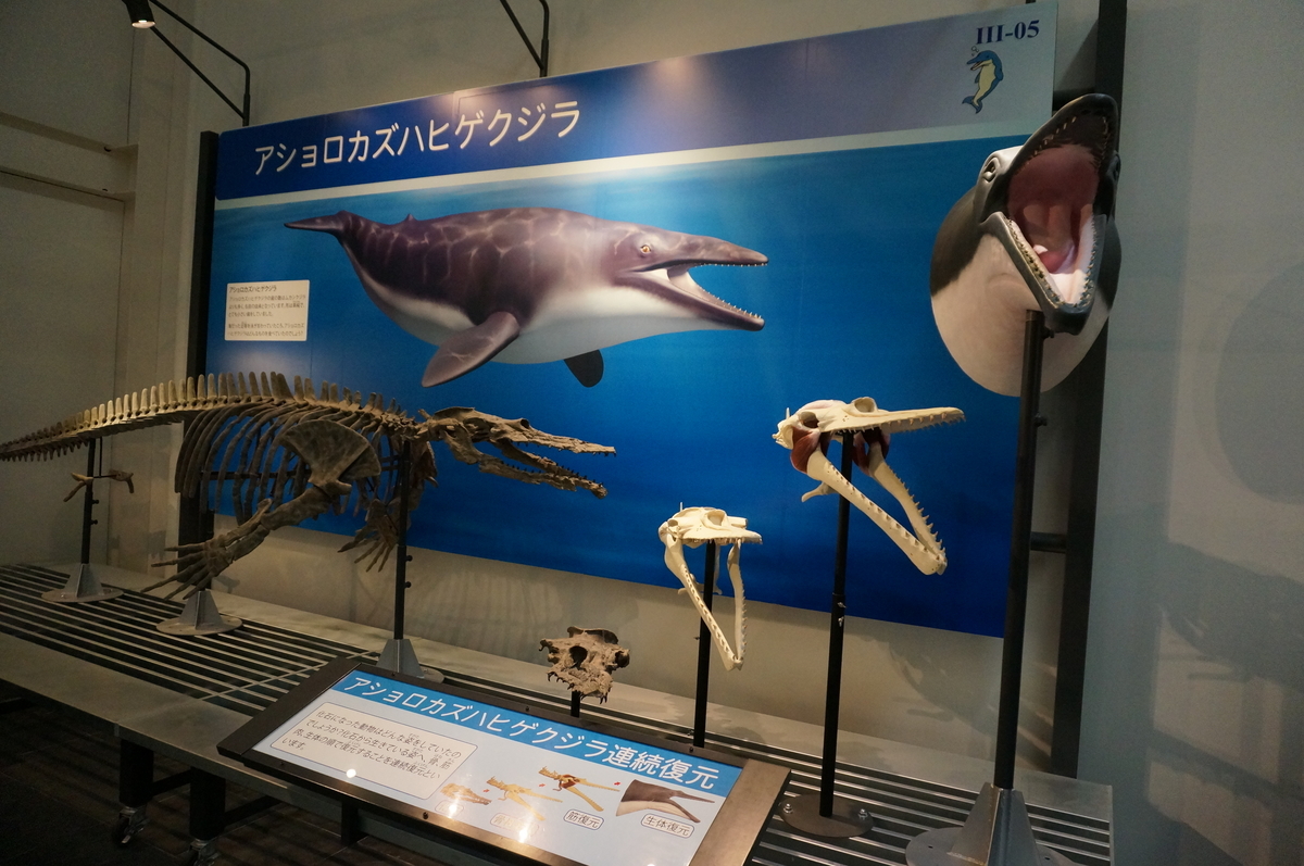 足寄動物化石博物館へ♪子供も大人も楽しめる化石体験がおすすめです
