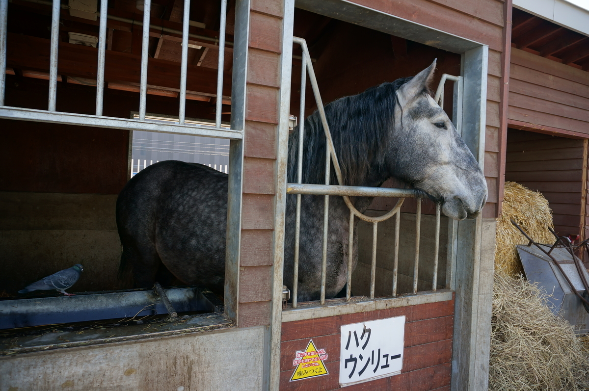 f:id:chiki-chiki_odekake:20190608163934j:plain