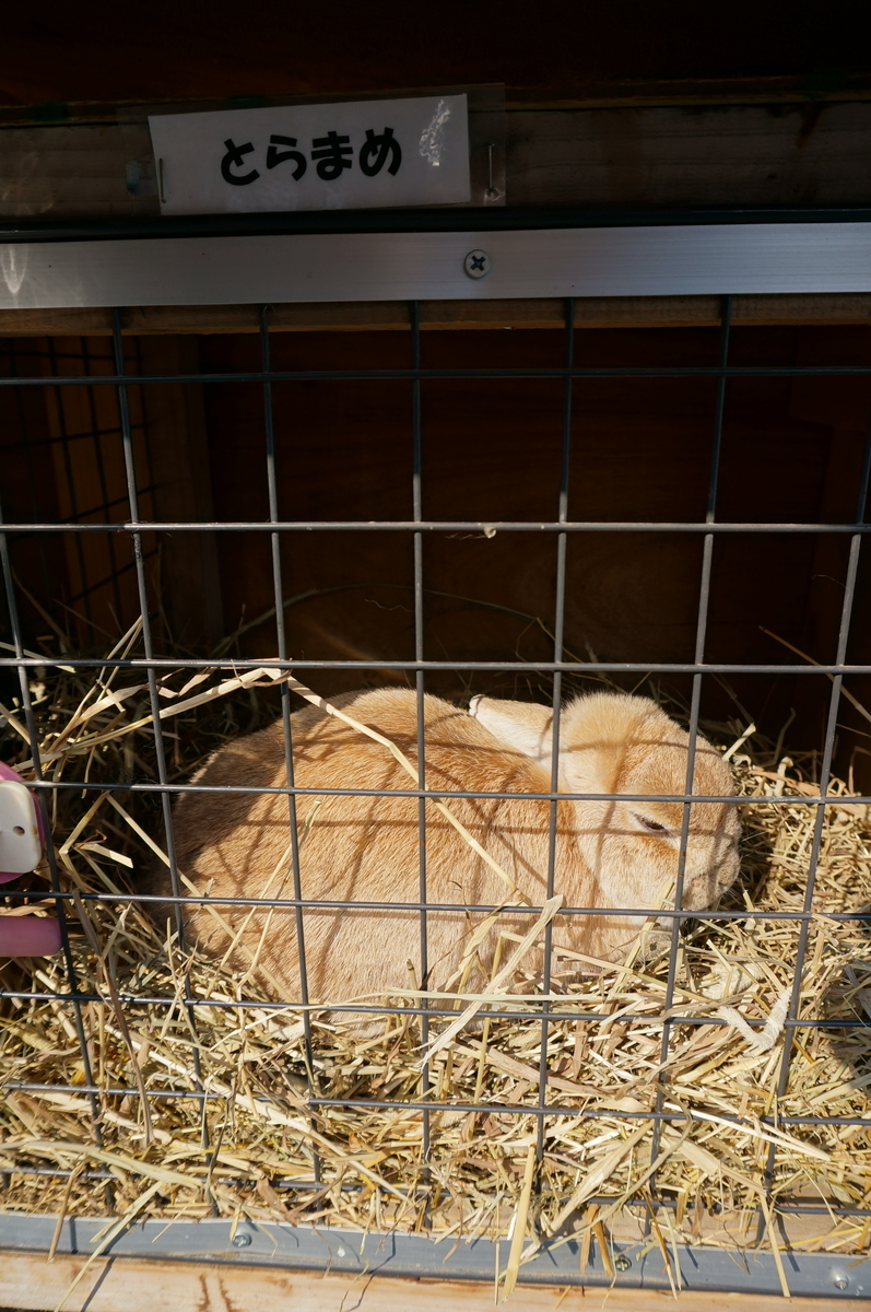 f:id:chiki-chiki_odekake:20190608164006j:plain