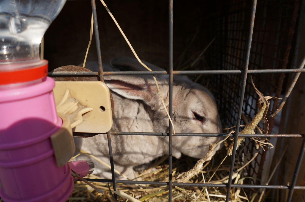 f:id:chiki-chiki_odekake:20190608164021j:plain