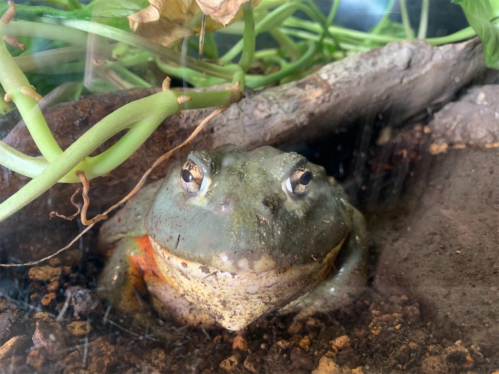 f:id:chiki-chiki_odekake:20200430130017j:image f:id:chiki-chiki_odekake:20200430130017j:image