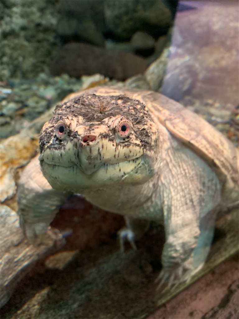 f:id:chiki-chiki_odekake:20200430130020j:image f:id:chiki-chiki_odekake:20200430130020j:image