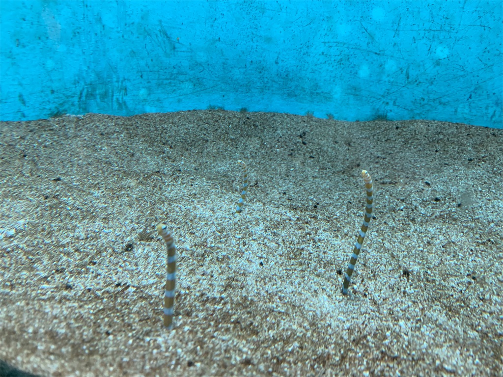 f:id:chiki-chiki_odekake:20200501084753j:image f:id:chiki-chiki_odekake:20200501084753j:image