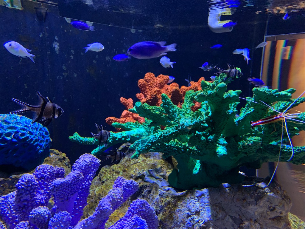 f:id:chiki-chiki_odekake:20200501084757j:image f:id:chiki-chiki_odekake:20200501084757j:image