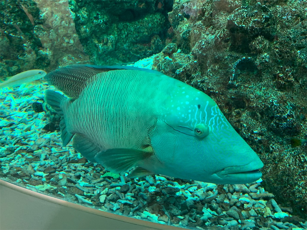 f:id:chiki-chiki_odekake:20200501084800j:image f:id:chiki-chiki_odekake:20200501084800j:image