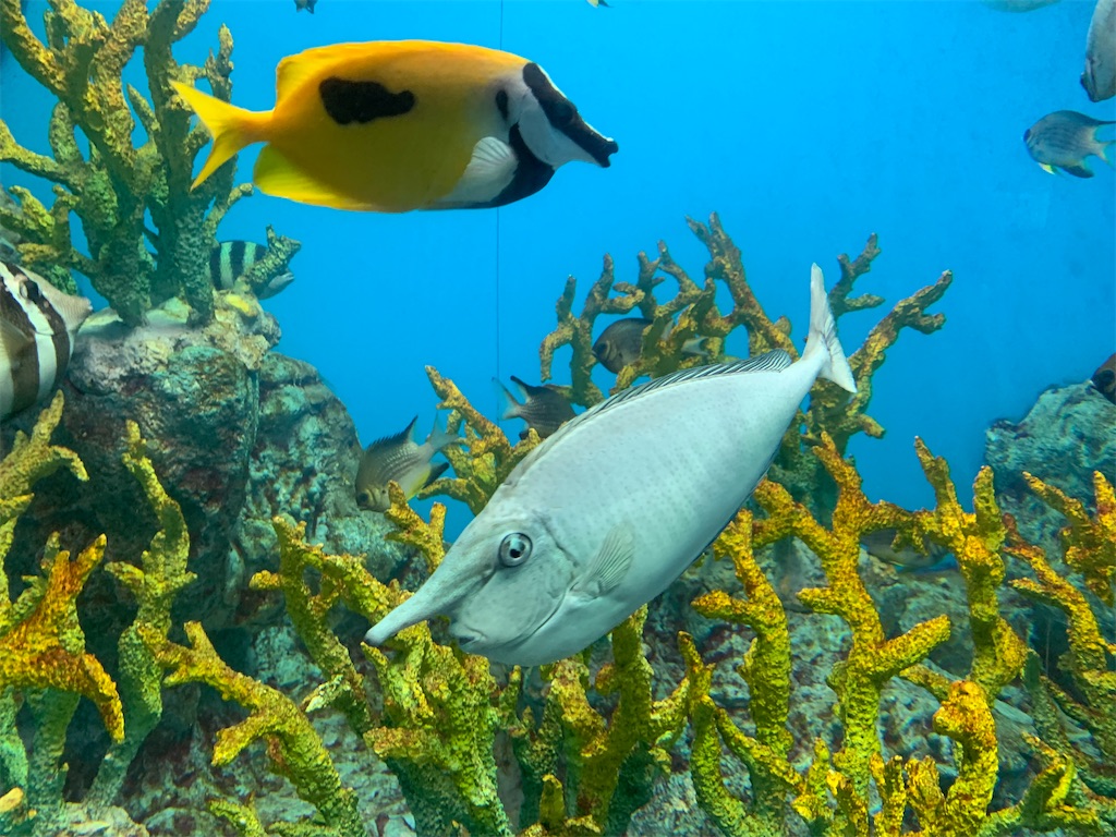 f:id:chiki-chiki_odekake:20200501084811j:image f:id:chiki-chiki_odekake:20200501084811j:image