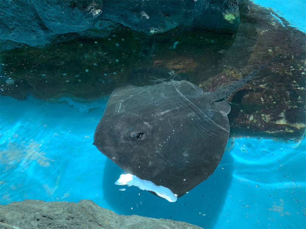 f:id:chiki-chiki_odekake:20200501084818j:image f:id:chiki-chiki_odekake:20200501084818j:image