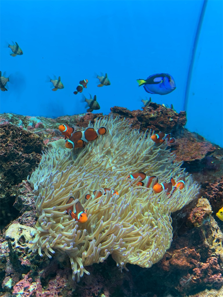 f:id:chiki-chiki_odekake:20200501084829j:image f:id:chiki-chiki_odekake:20200501084829j:image