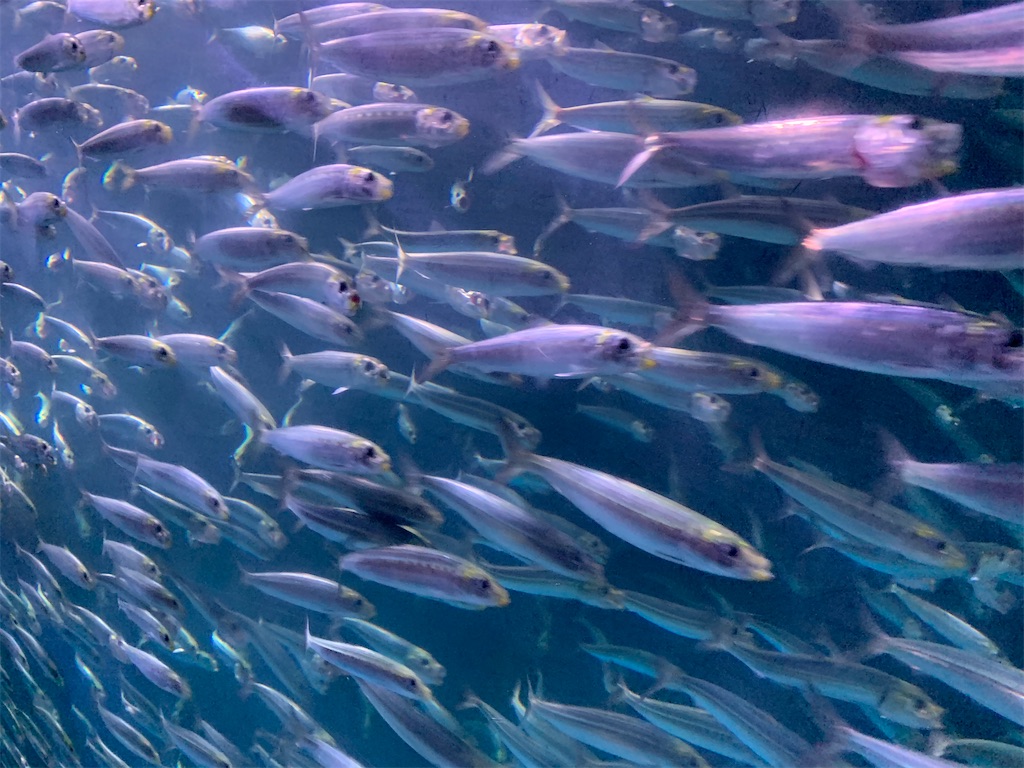 f:id:chiki-chiki_odekake:20200501090034j:image f:id:chiki-chiki_odekake:20200501090034j:image