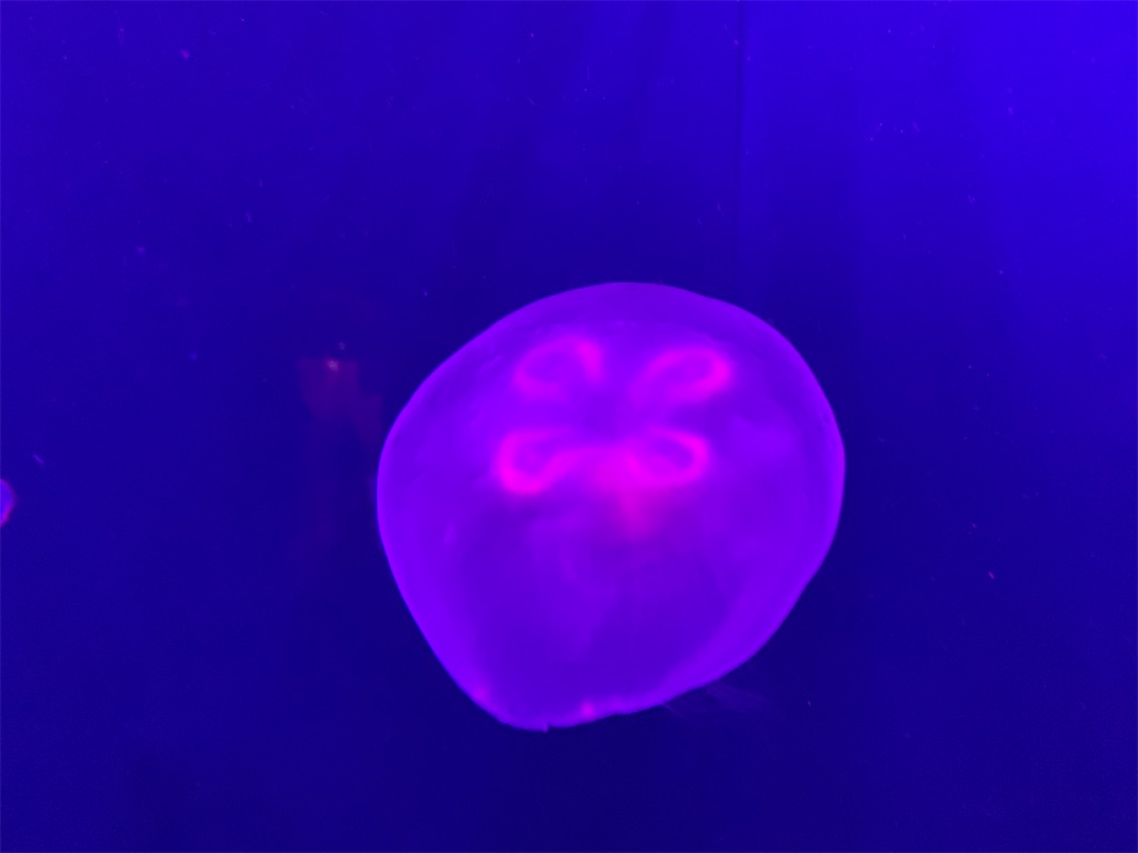 f:id:chiki-chiki_odekake:20200504004654j:image f:id:chiki-chiki_odekake:20200504004654j:image