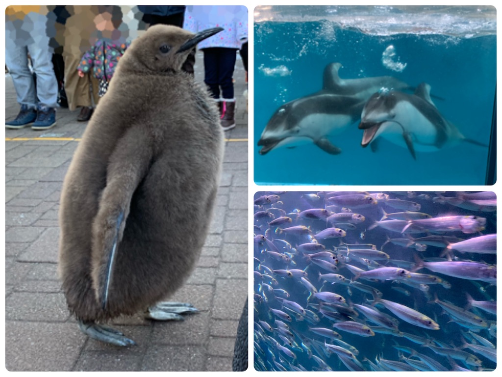 f:id:chiki-chiki_odekake:20200504120651j:image f:id:chiki-chiki_odekake:20200504120651j:image