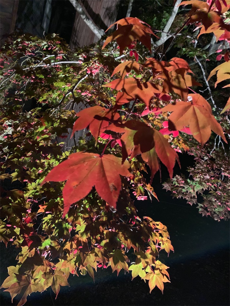 f:id:chiki-chiki_odekake:20201015224540j:image