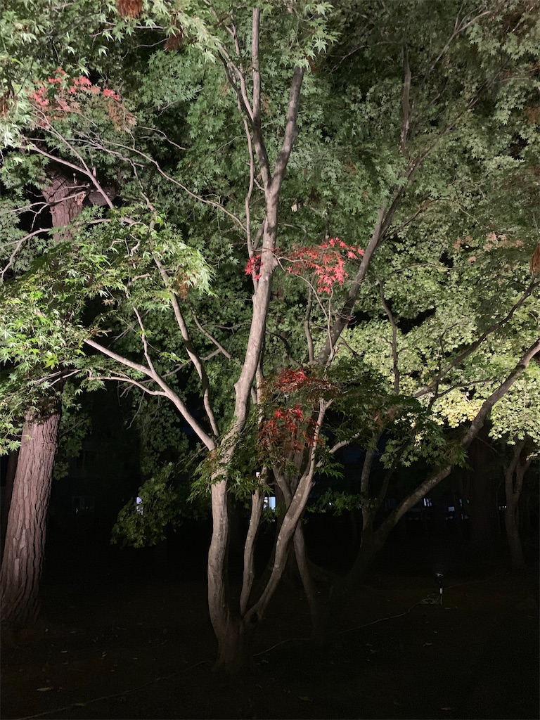 f:id:chiki-chiki_odekake:20201015224551j:image