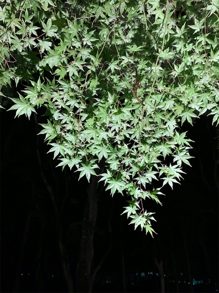 f:id:chiki-chiki_odekake:20201015224611j:image