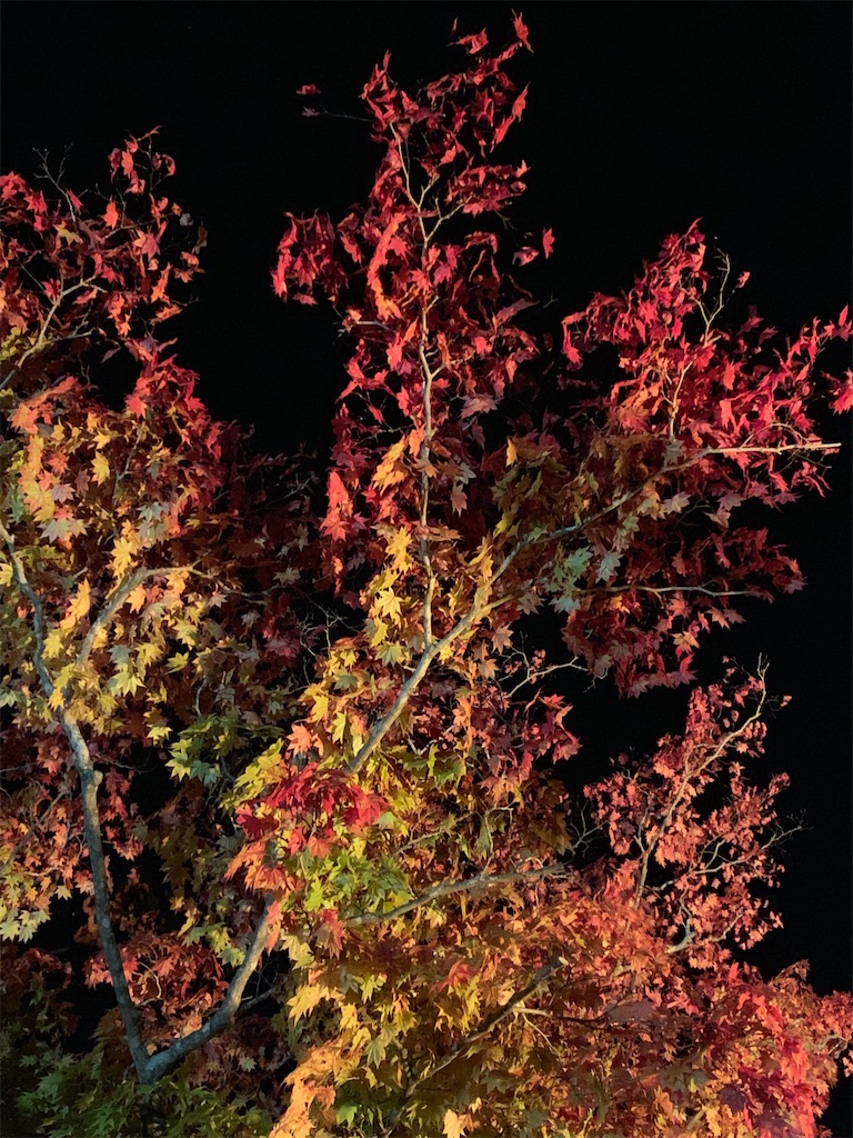 f:id:chiki-chiki_odekake:20201015224621j:image