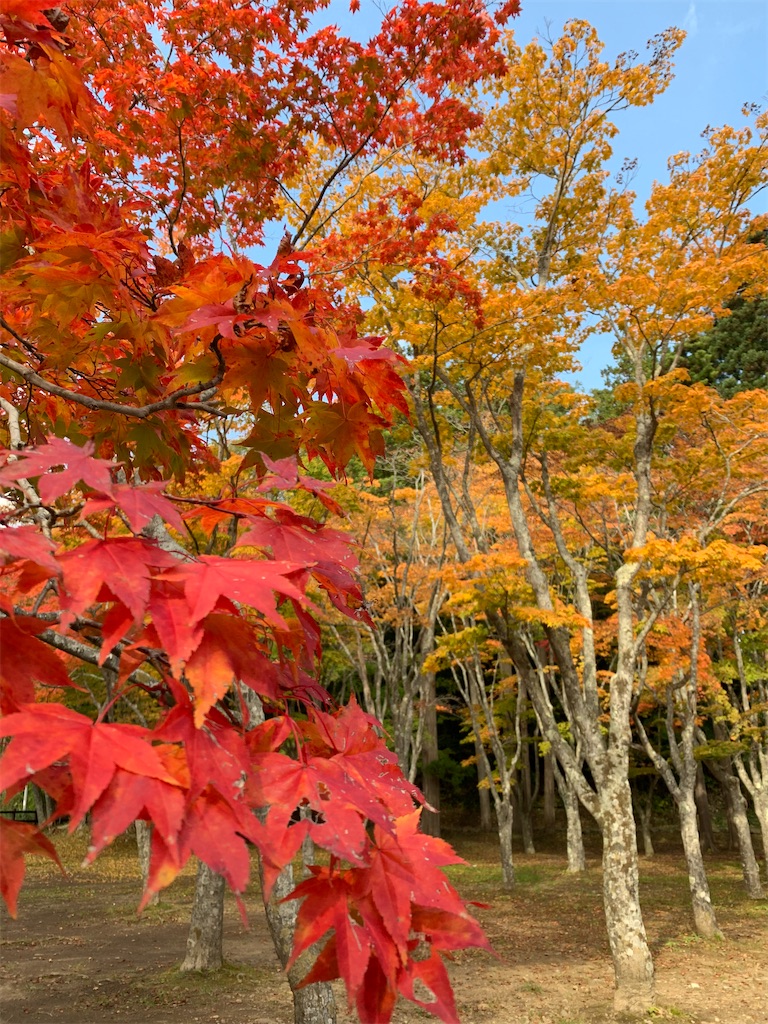 f:id:chiki-chiki_odekake:20201024173537j:image