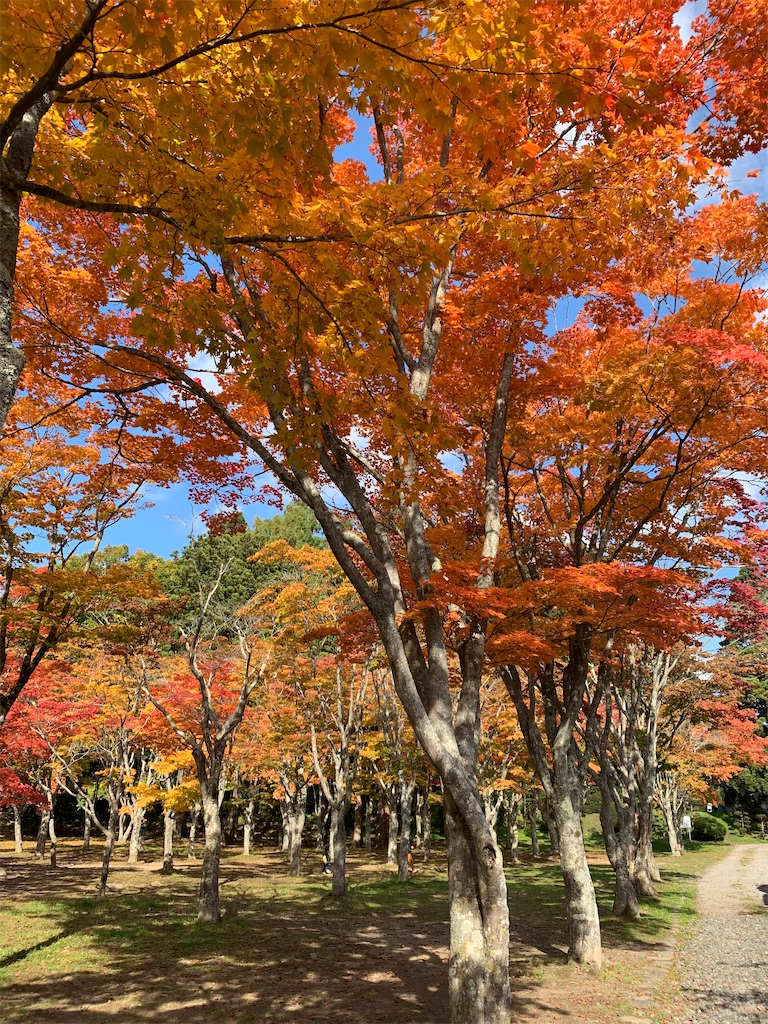 f:id:chiki-chiki_odekake:20201024173549j:image