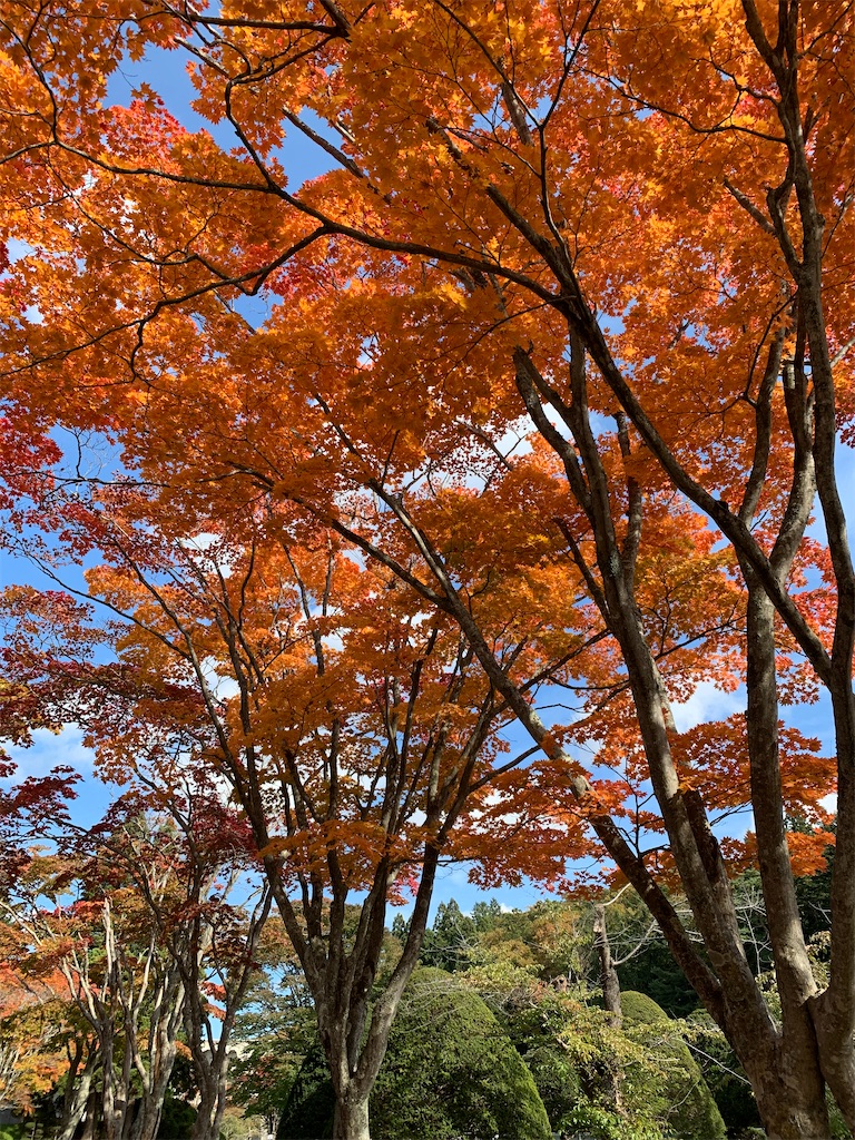 f:id:chiki-chiki_odekake:20201024173609j:image