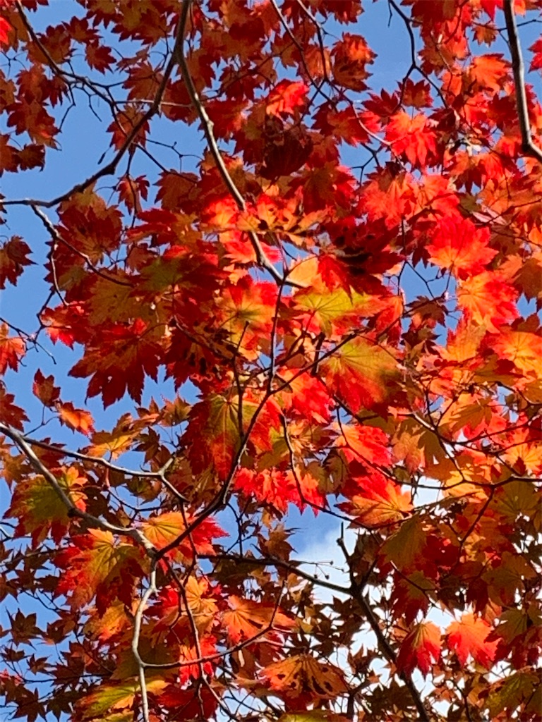 f:id:chiki-chiki_odekake:20201024173624j:image