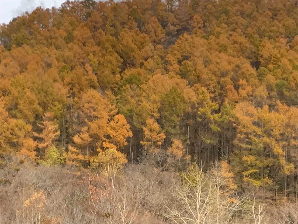 f:id:chiki-chiki_odekake:20201128085633j:image f:id:chiki-chiki_odekake:20201128085633j:image