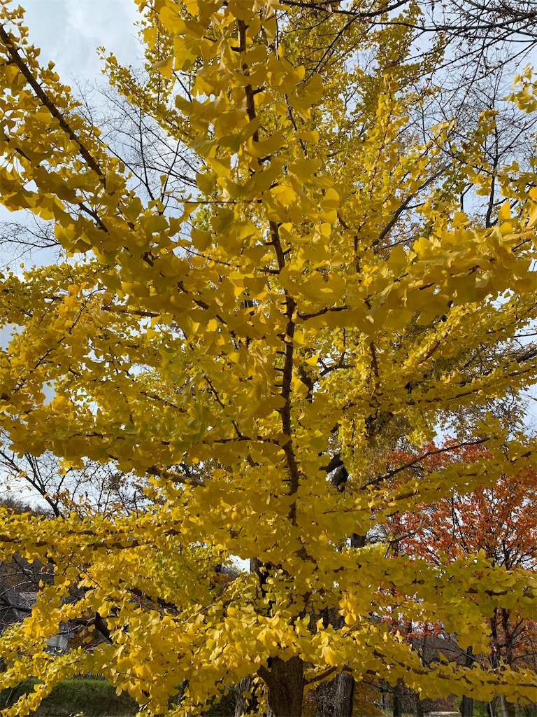 f:id:chiki-chiki_odekake:20210225113533j:image