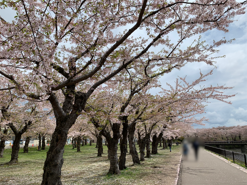 桜満開の五稜郭公園・五稜郭タワー】〜北海道・函館市〜桜はGWが