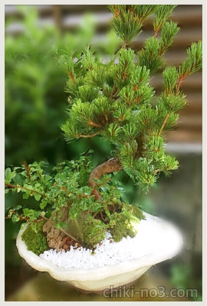 f:id:chiki-no3:20190601185210j:image
