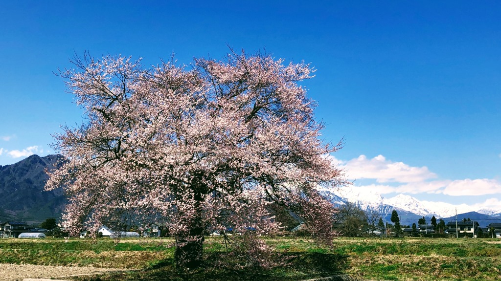 f:id:chikichiki0304:20200414125747j:plain