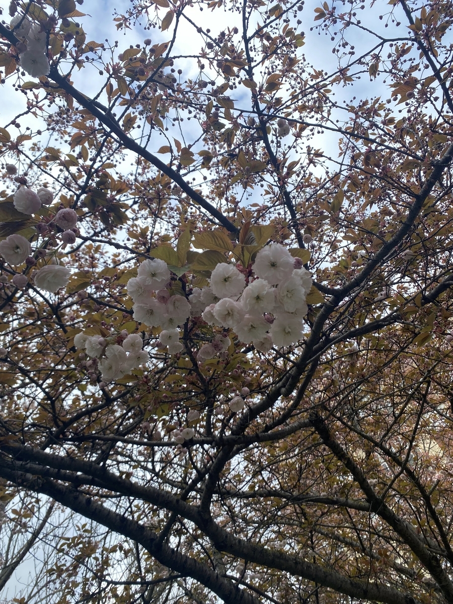 f:id:chikikun:20220417215952j:plain