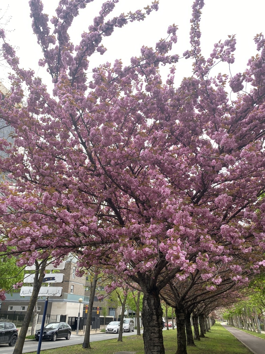 f:id:chikikun:20220417220111j:plain